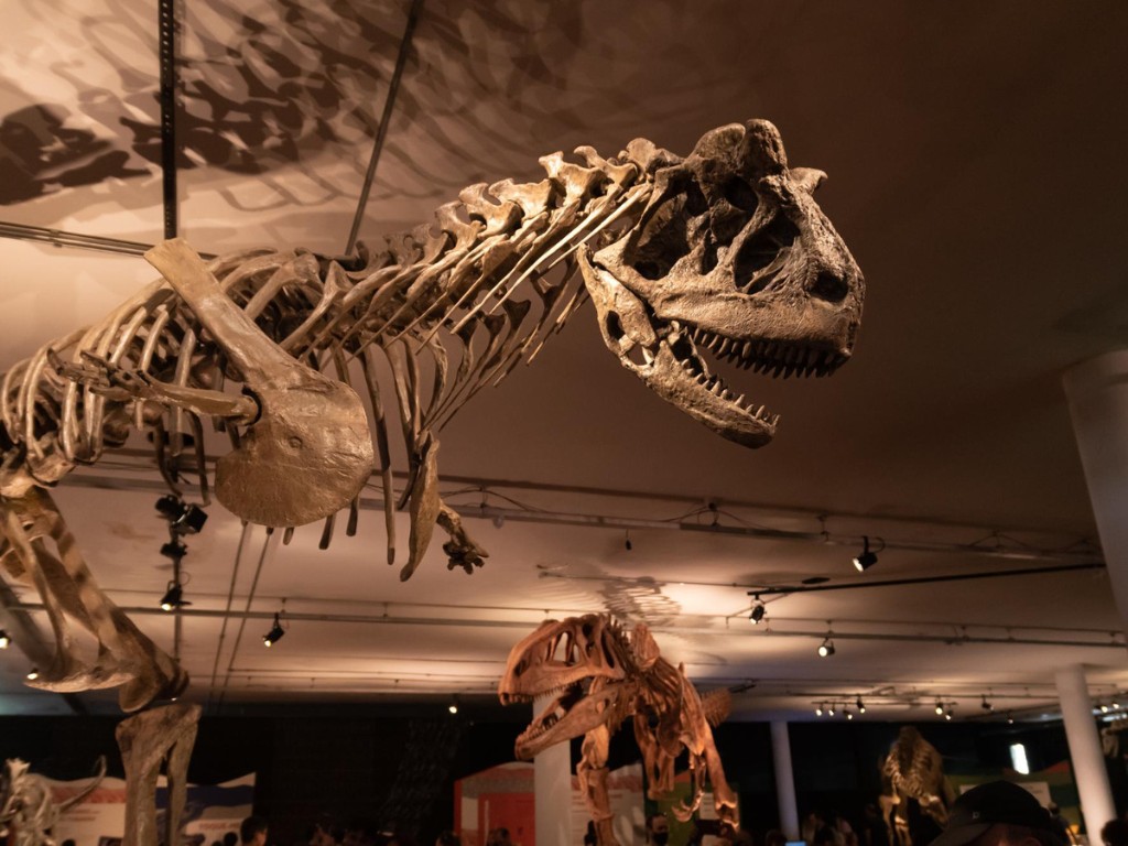 Mounted dinosaur skeletons in a museum, with a large toothy skull in the foreground.